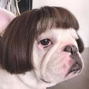 Meet your Posher, Donna